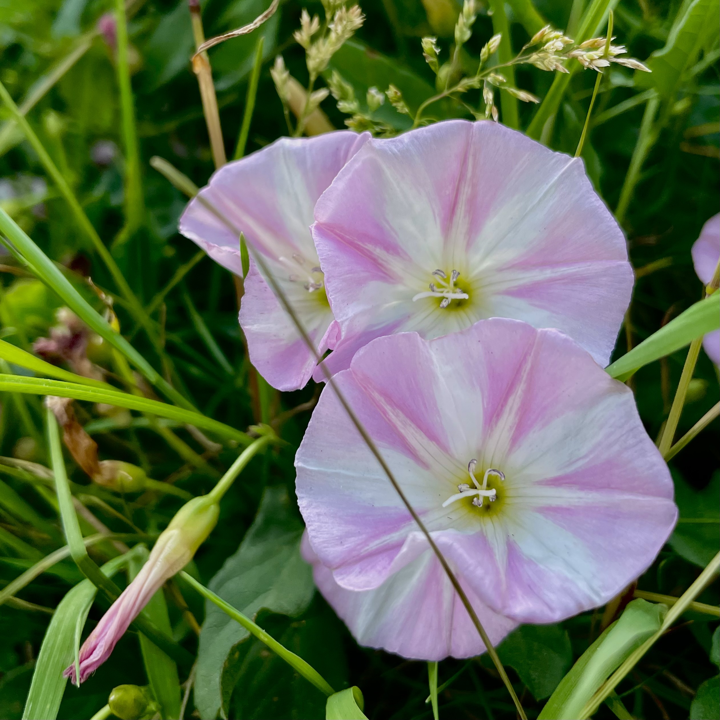Blumen am Wegesrand