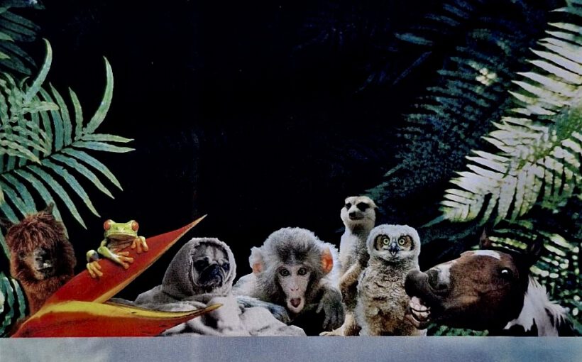 Königs & Mono, 48 Tiere, Plakat